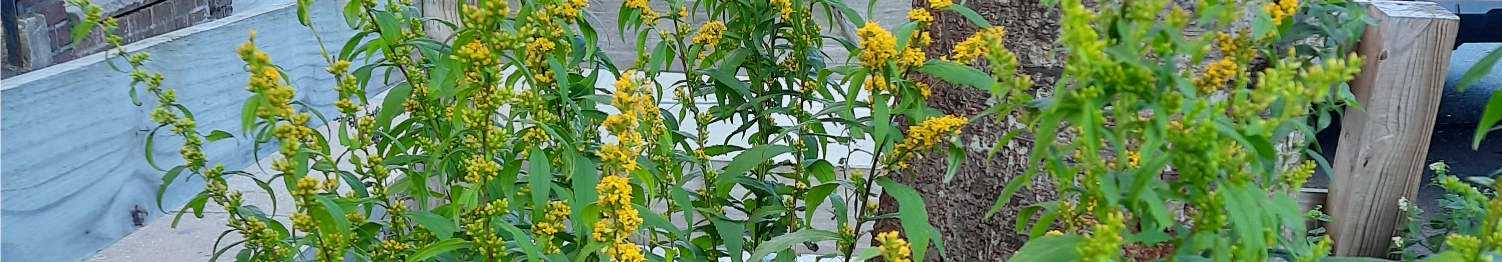 Goldenrod growing a tree bed